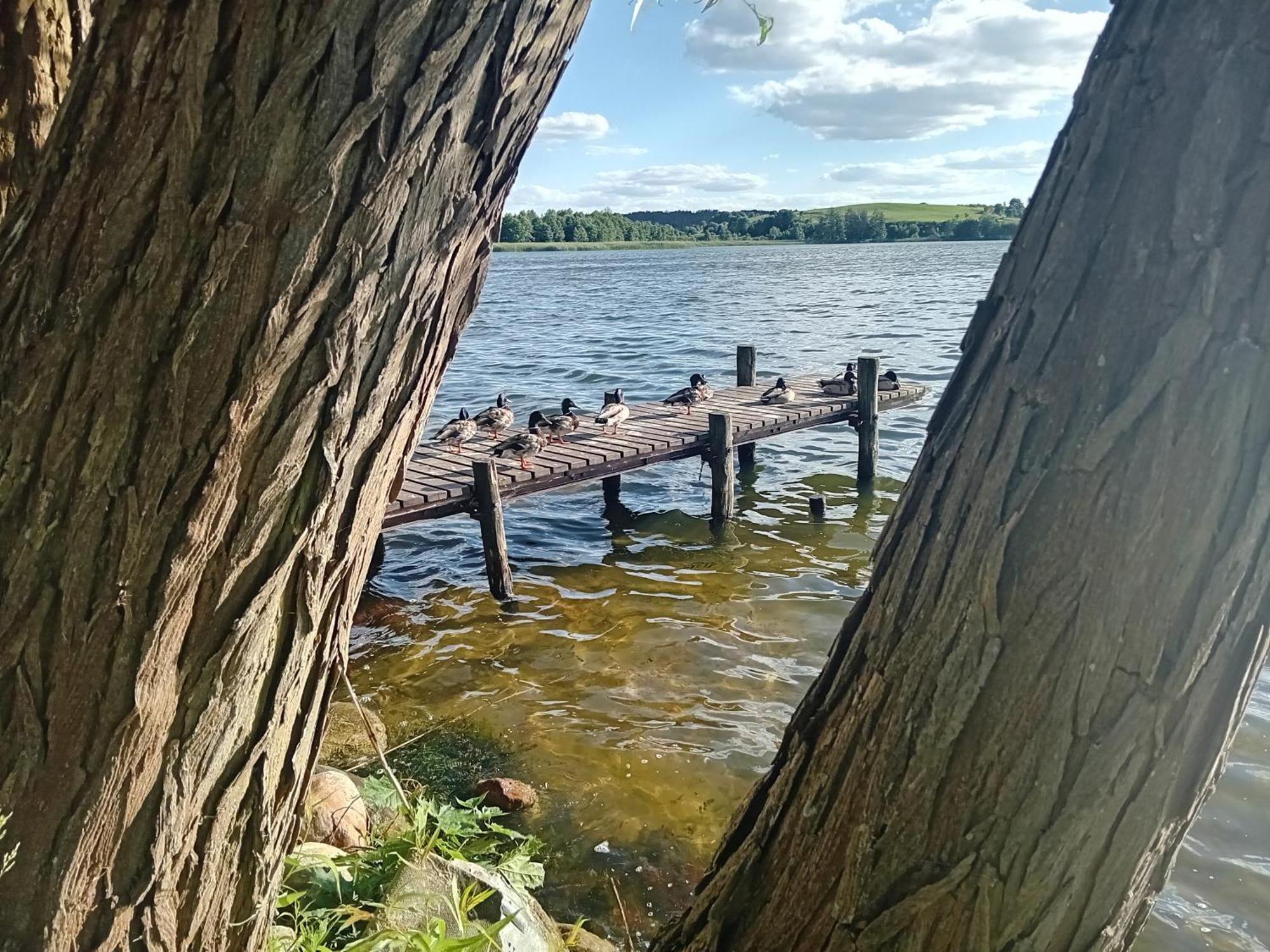 Pokoje Goscinne Sloneczny Klon Dabrowno Dabrówno Exterior foto